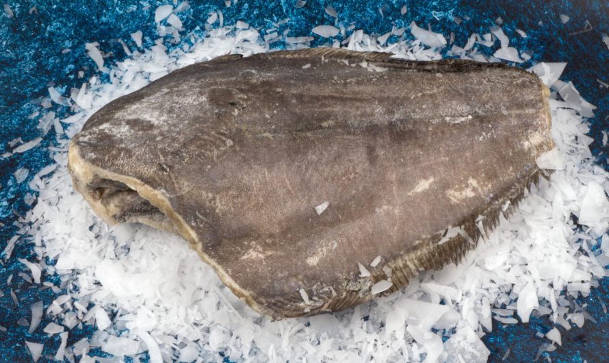 Польза свежей рыбы палтуса для здоровья